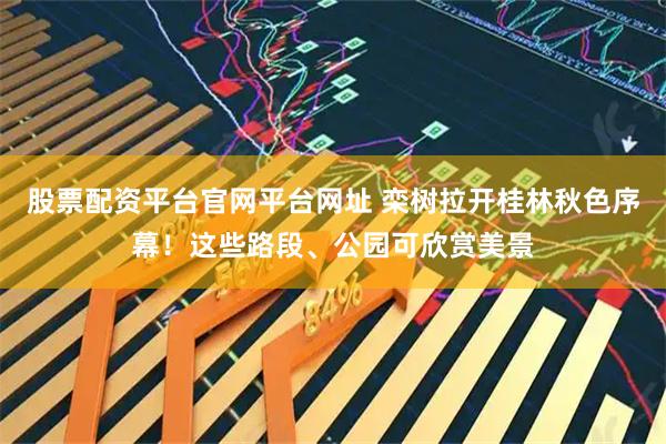 股票配资平台官网平台网址 栾树拉开桂林秋色序幕！这些路段、公园可欣赏美景