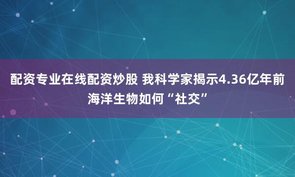 配资专业在线配资炒股 我科学家揭示4.36亿年前海洋生物如何“社交”