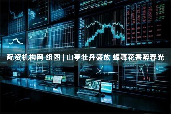 配资机构网 组图 | 山亭牡丹盛放 蝶舞花香醉春光